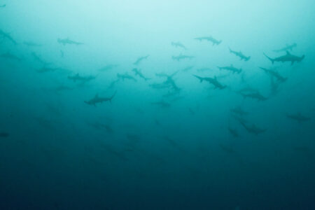 2024.2.4の神子元島　寒さにも負けず、ハンマー大群！