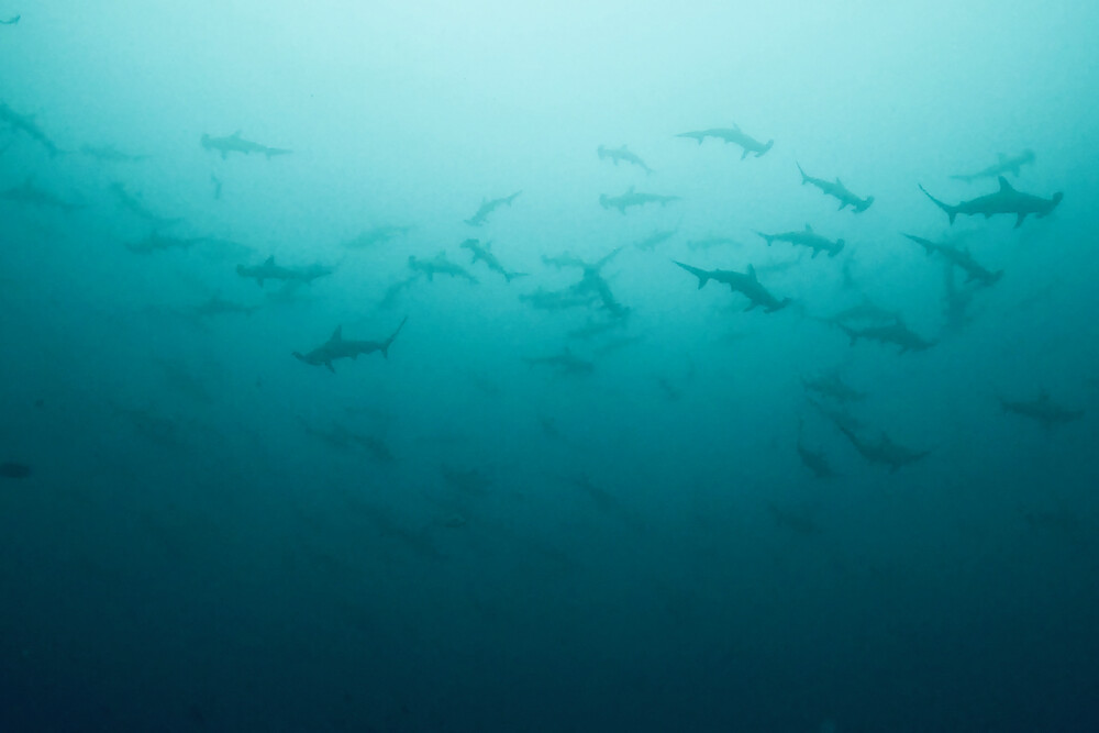 2024.2.4の神子元島　寒さにも負けず、ハンマー大群！