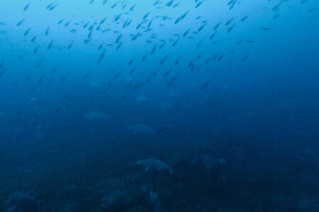 2024.2.18の神子元島　花より団子よりハンマー！
