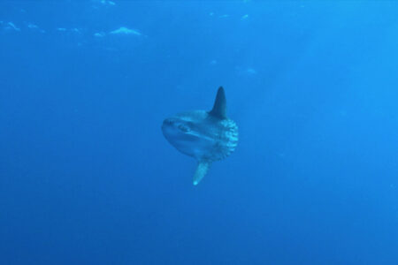 2024.2.10の神子元島　またまたマンボウ出たよ！