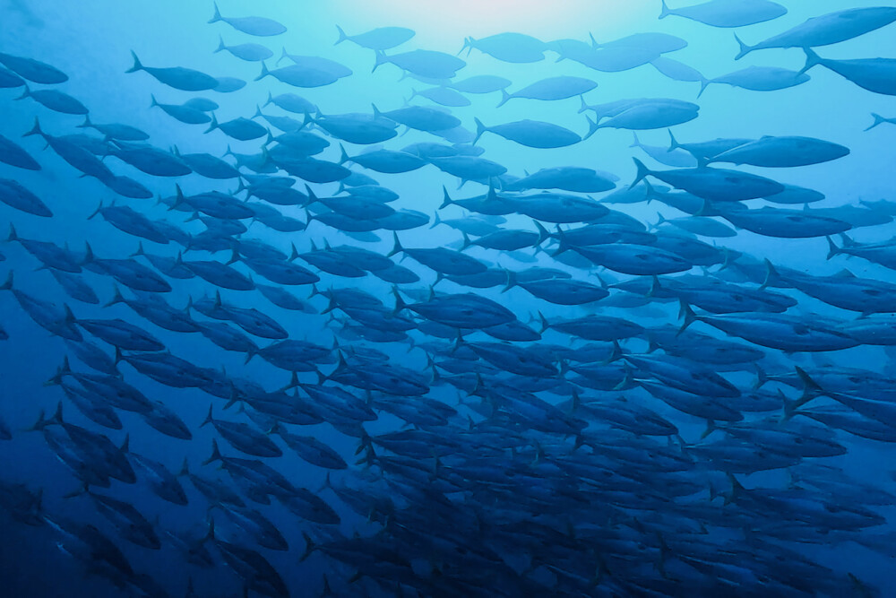 2024.2.11の神子元島　たかが-1℃、されど-1℃！