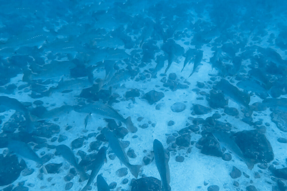 2024.2.12の神子元島　俺たちにはオオニベがいる！
