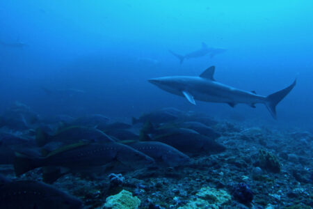 2024.2.28の神子元島　驚くなかれ！まさかの水温19.5℃！