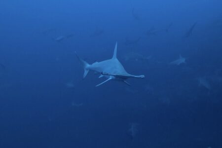 2024.3.24の神子元島　青い海とハンマー。