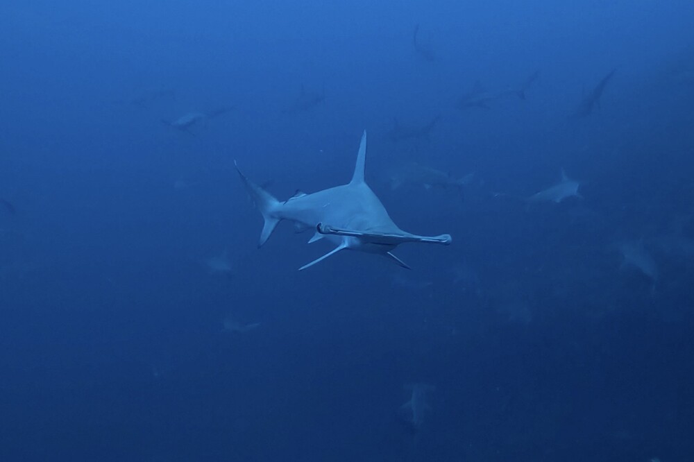 2024.3.24の神子元島 青い海とハンマー。