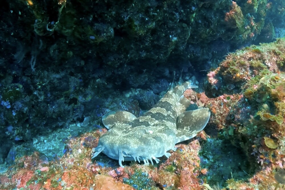 2024.3.17の神子元島 安定してきた?水温15度。