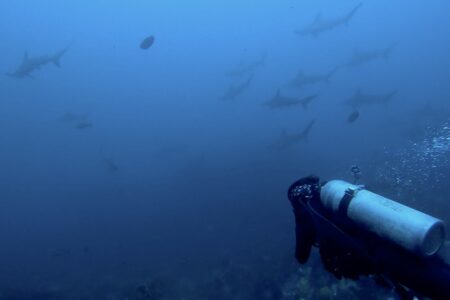 2024.3.19の神子元島　ハンマーの群れ、生存確認できました！！