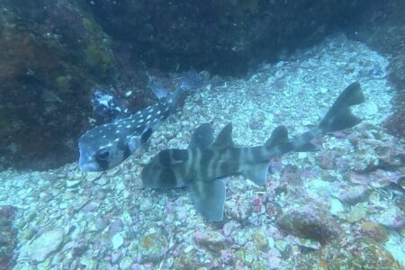 2024.3.31の神子元島　透視度が安定してくれれば…。