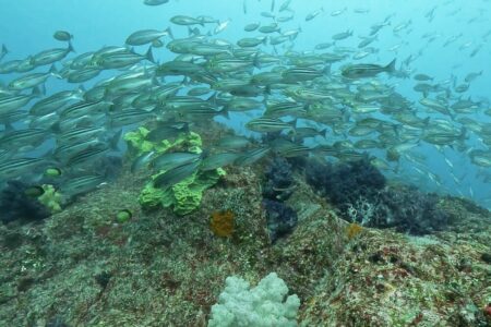 2024.3.16の神子元島　変わらずの水温15℃