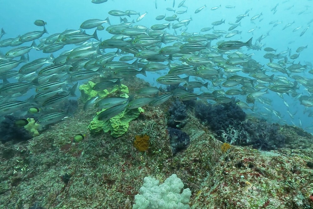 2024.3.16の神子元島 変わらずの水温15℃