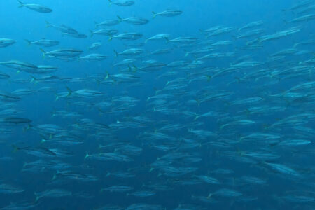 2024.3.10の神子元島　長期欠航明けは15と15！