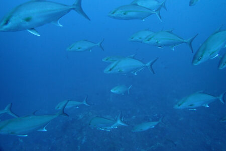 2024.3.11の神子元島　通常営業に戻りました！