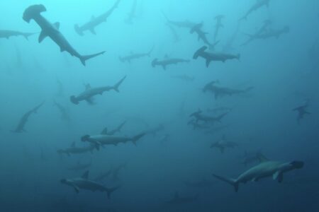 2024.3.28の神子元島　おさかな天国だけど透視度不安定。。。