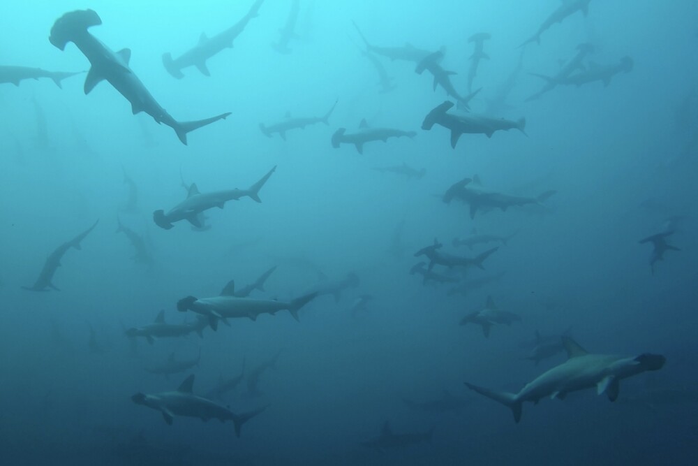 2024.3.28の神子元島　おさかな天国だけど透視度不安定。。。