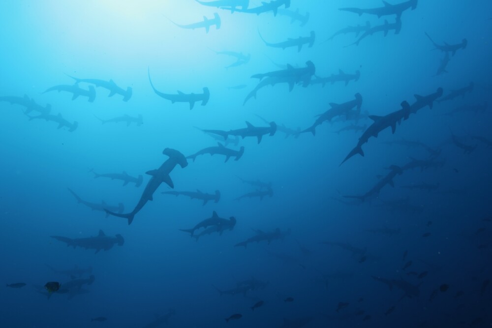 2024.4.30の神子元島 昨日は激濁り、今日は冷水塊、がハンマー沢山♪