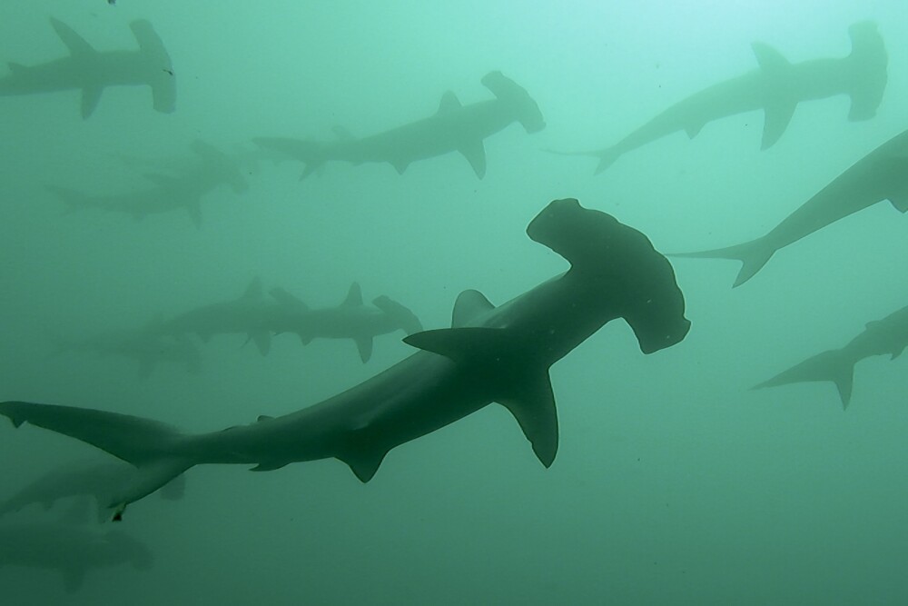 2024.4.2の神子元島　透視度⤴️、水温⤴️、ハンマー見えます。