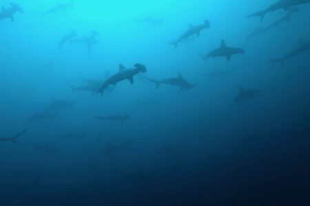 2024.4.14の神子元島　陸も海も初夏っぽい♪