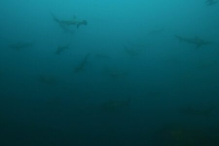 2024.4.13の神子元島　メンテナンス後は・・・