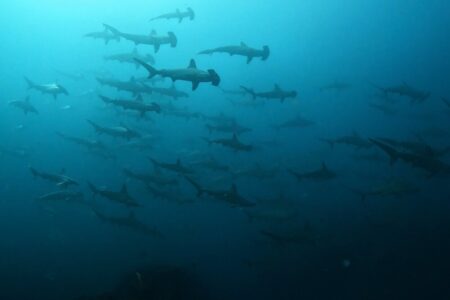 2024.4.19の神子元島　良き潮来てますよー♪