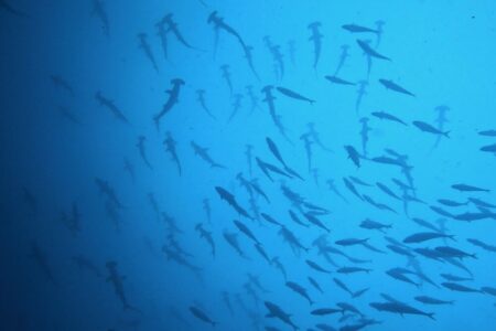 2024.4.27の神子元島　GW初日、幸先良し！！