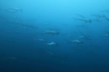 2024.4.23の神子元島　欠航明けはさらに水温⤴️⤴️⤴️