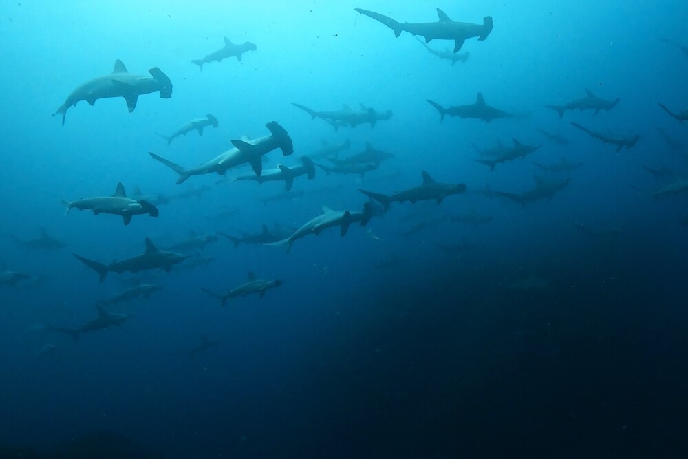 2024.4.20の神子元島　春と夏の良いとこどり！