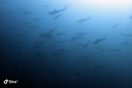 2024.4.28の神子元島　早くもハイシーズン到来？