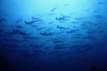 2024.4.21の神子元島　まだ4月だけど・・・