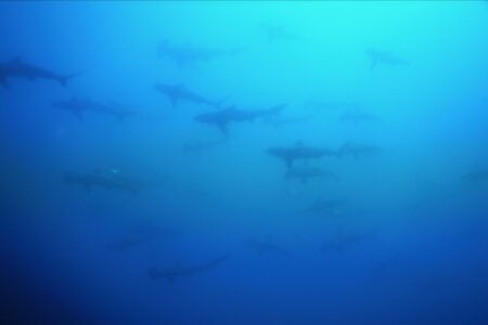 2024.5.12の神子元島　メンテ前は激流の洗礼！