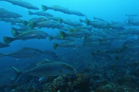 2024.5.4の神子元島　天気良し！凪良し！出物良し！