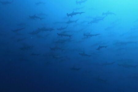 2024.5.5の神子元島　陸は暑い！海も熱い！