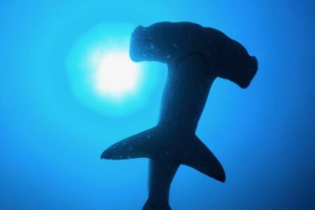 2024.5.11の神子元島　気温も、水温も20℃越え！