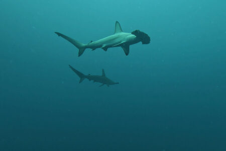 2024.5.22の神子元島　”青白い海”でした！