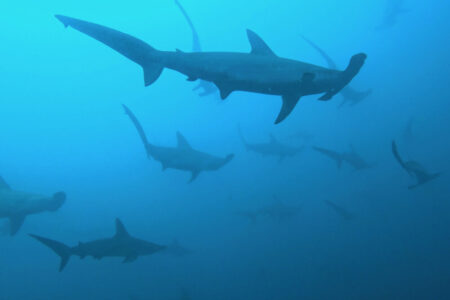 2024.5.24の神子元島 Aポイントがプレオープン♪