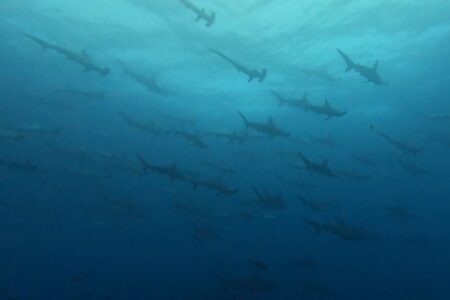 2024.5.6の神子元島　GW最終日、大団円！！