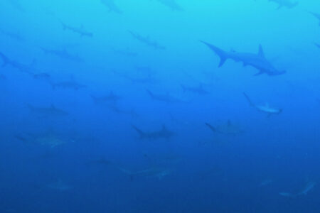 2024.5.23の神子元島 青と白が同居中♪