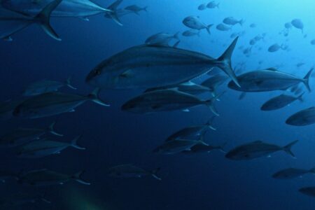 2024.5.3の神子元島　嗚呼！なんて海だ！！！