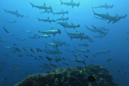 2024.5.21の神子元島　奇跡の回復！青い潮来ました！