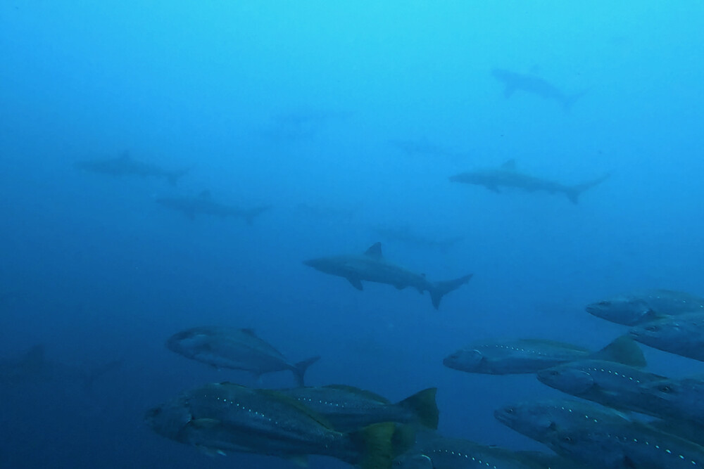 2024.5.26の神子元島　五月晴れのダイビング日和♪