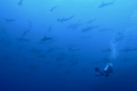 2024.5.9の神子元島　欠航明けも絶好調♪