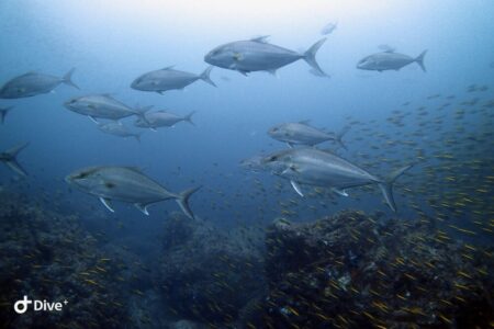 2024.5.1の神子元島　ハンマー以外も良い感じ♪