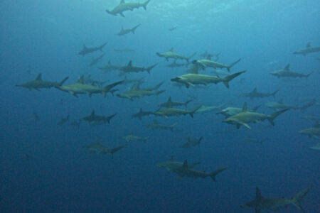 2024.6.29の神子元島　お、ねだん以上。”ニタリ”！！
