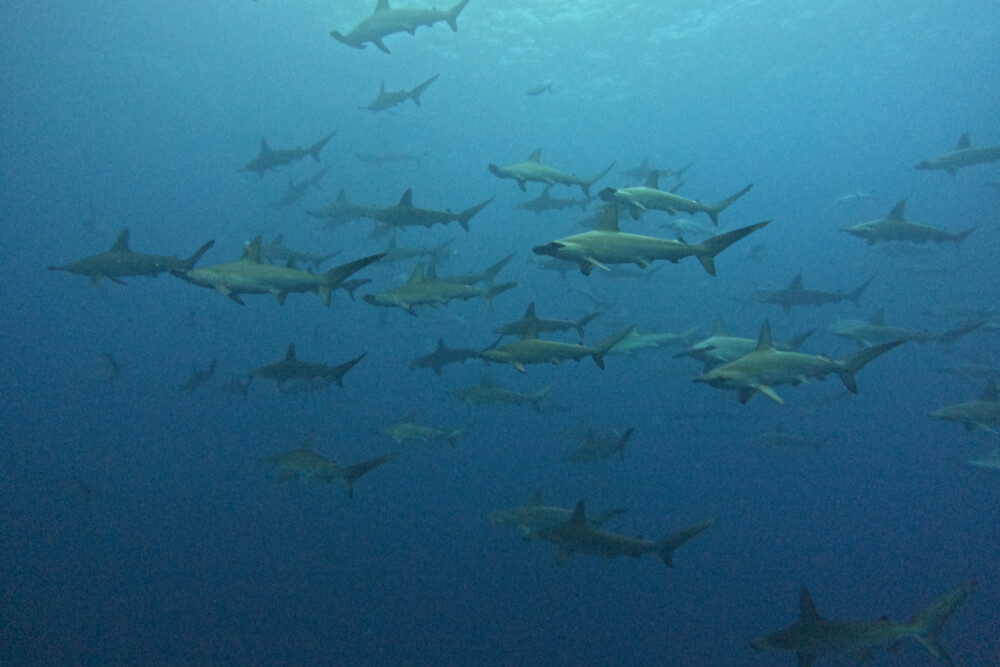 2024.6.29の神子元島　お、ねだん以上。”ニタリ”！！