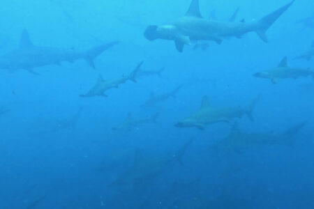 2024.6.26の神子元島　Aで始まり、Aで終わる♪