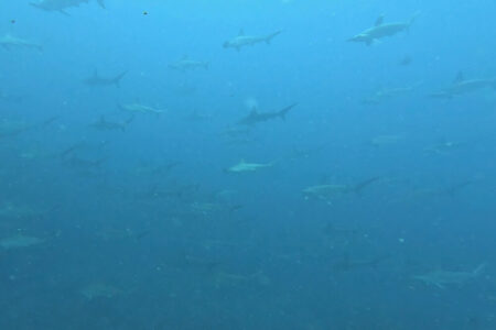 2024.6.27の神子元島　ダイバーもハンマーも大盛況♪