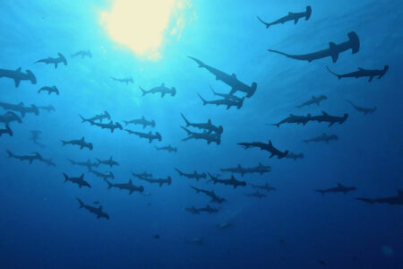 2024.6.16の神子元島 まだ続くハンマー快進撃!