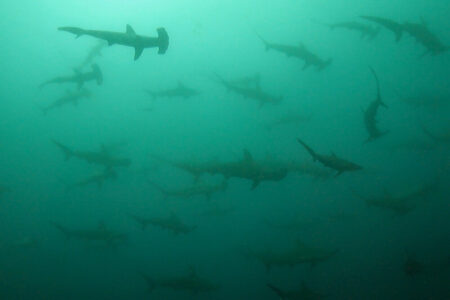 2024.6.1の神子元島 6月初日は良きスタート♪