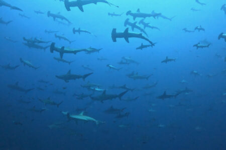 2024.6.19の神子元島 時化後も青キープ&ハンマー三昧!
