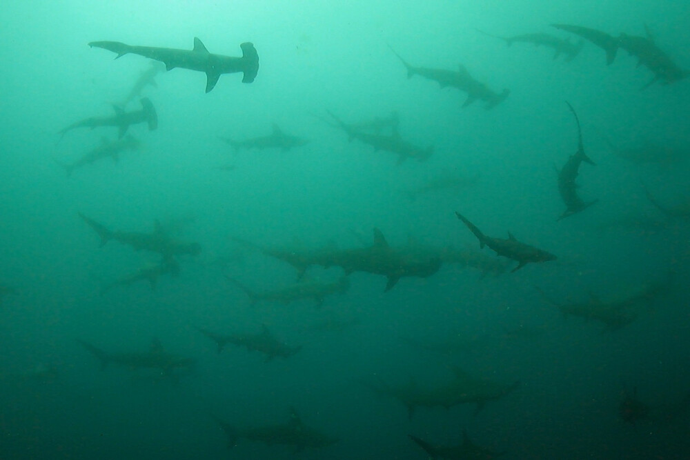 2024.6.1の神子元島　6月初日は良きスタート♪