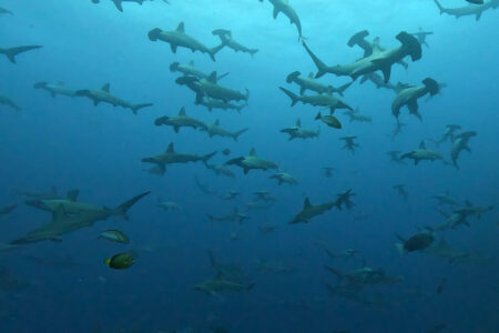 2024.6.28の神子元島　時化前はハンマー大当たり！